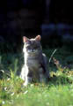 <center>Son regard lorsqu'il le tourne vers moi. chat assis 